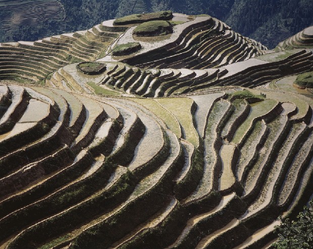 藏品:龍脊梯田的(1)張圖片