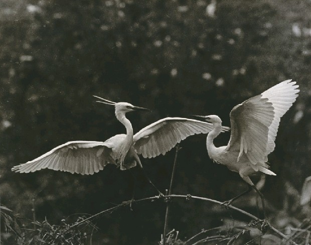 藏品:愛神之箭的(1)張圖片