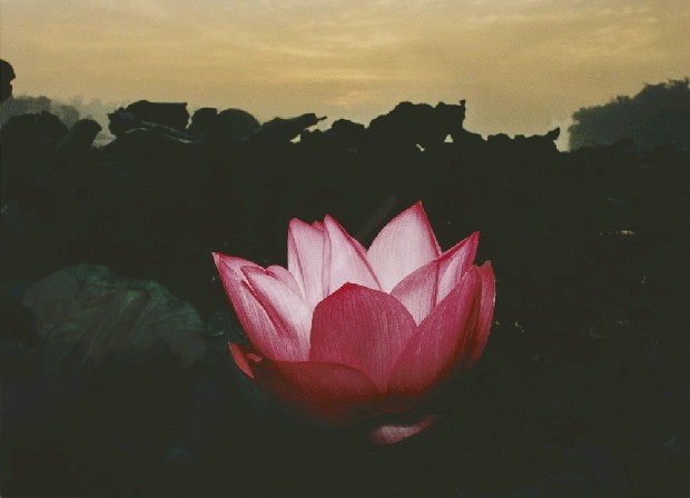 藏品:荷花的(1)張圖片