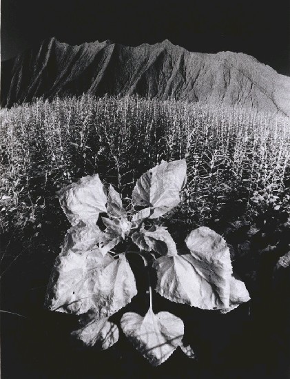 藏品:田園之美的(1)張圖片