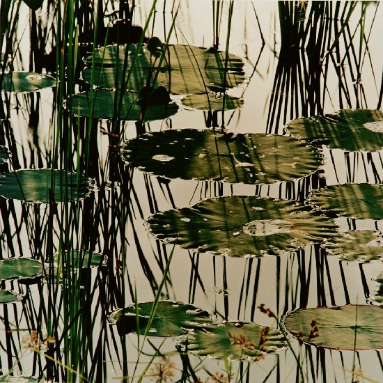 藏品:露佩風裳的(1)張圖片