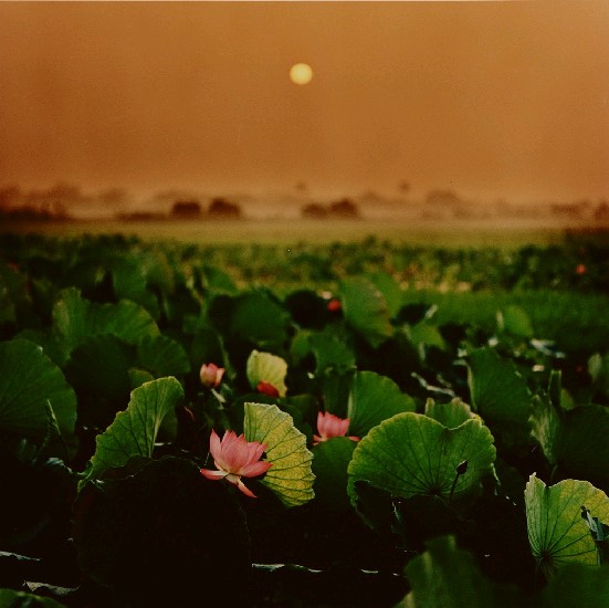 藏品:海棠乍醒的(1)張圖片