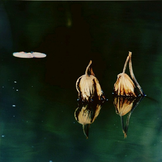 香清翠城的焦點圖