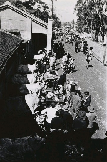 藏品:三峽豬公的(1)張圖片