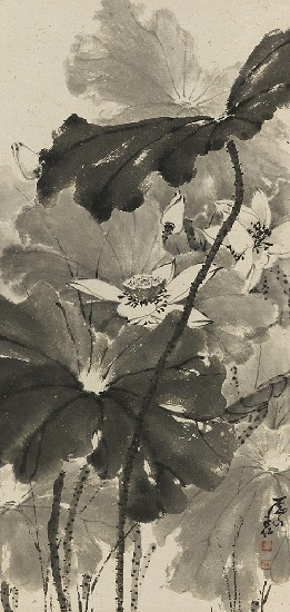 藏品:荷花的(1)張圖片