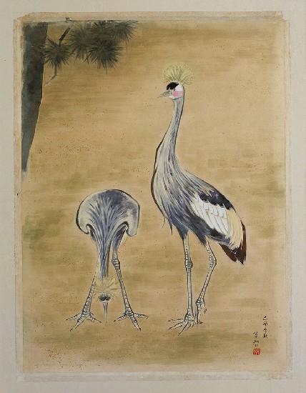 藏品:冠鶴的(1)張圖片