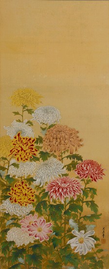 藏品:菊花的(1)張圖片