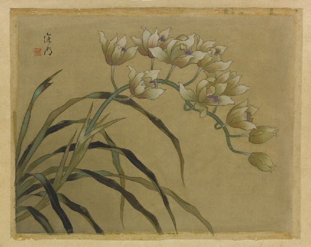 藏品:蘭花的(1)張圖片