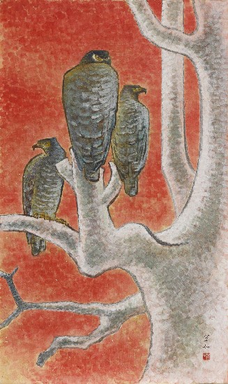 藏品:鷹的(1)張圖片