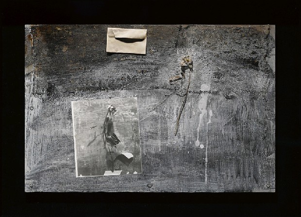 藏品:青鳥Ⅰ的(1)張圖片