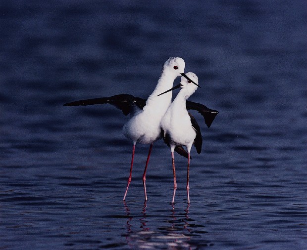 藏品:儂本多情的(1)張圖片