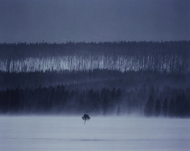 藏品:堅毅的小樹的(1)張圖片