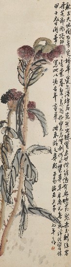 藏品:雞冠花的(1)張圖片