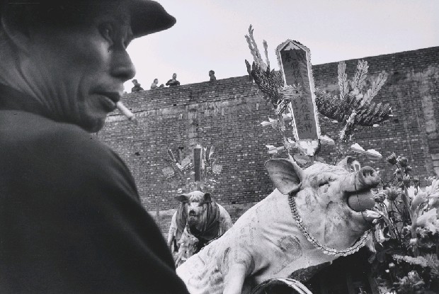 藏品:豬公(No.71)的(1)張圖片