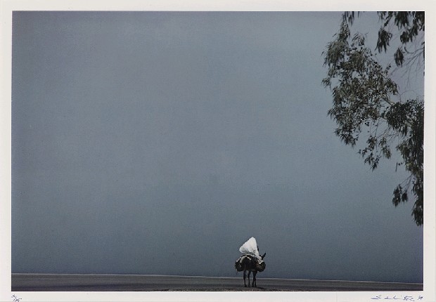 藏品:行的(1)張圖片