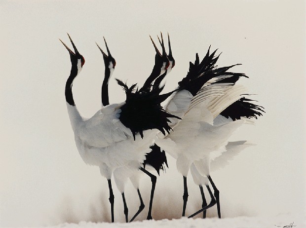 藏品:丹頂鶴(爭鳴)的(1)張圖片