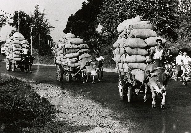 藏品:豐收的(1)張圖片