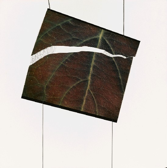 破葉(3)的焦點圖