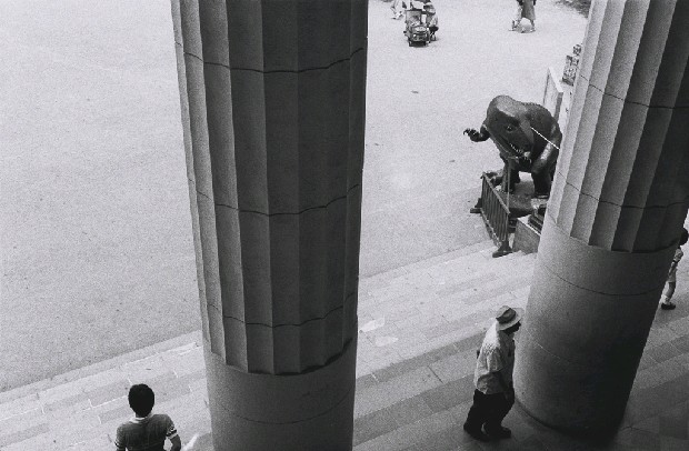 藏品:動.物(No1)的(1)張圖片