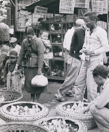 賣小雞小販的焦點圖