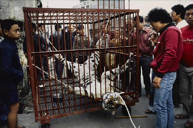 藏品:殺虎的(1)張圖片