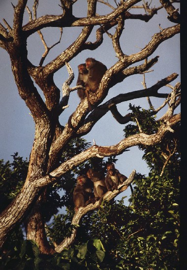 藏品:臺灣獼猴的(1)張圖片