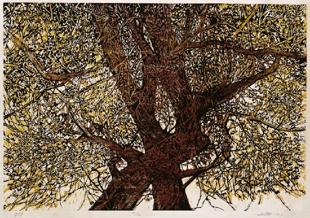 藏品:樹的(1)張圖片