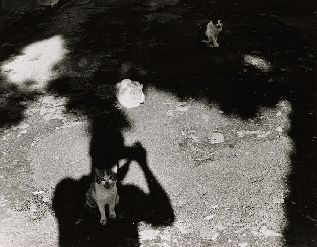 藏品:午后的(1)張圖片