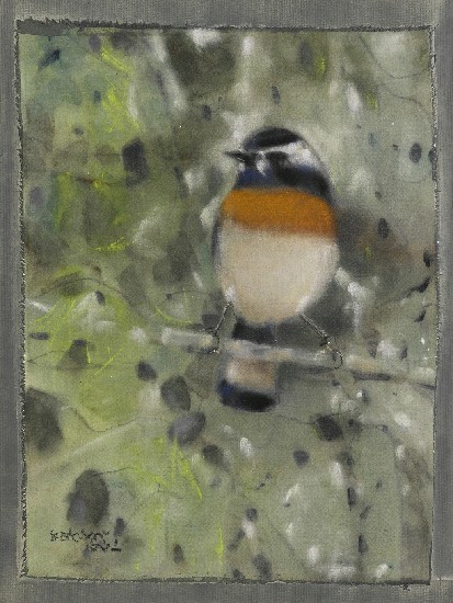 藏品:野林深處-栗背林鴝的(1)張圖片