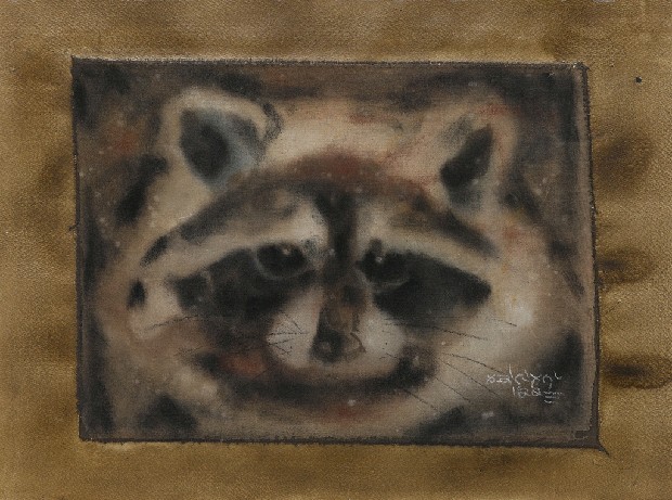 藏品:浣熊的(1)張圖片