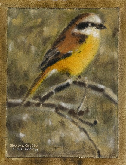 藏品:伯勞鳥的(1)張圖片