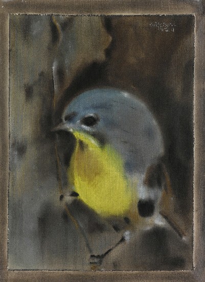 藏品:黃腹琉璃的(1)張圖片