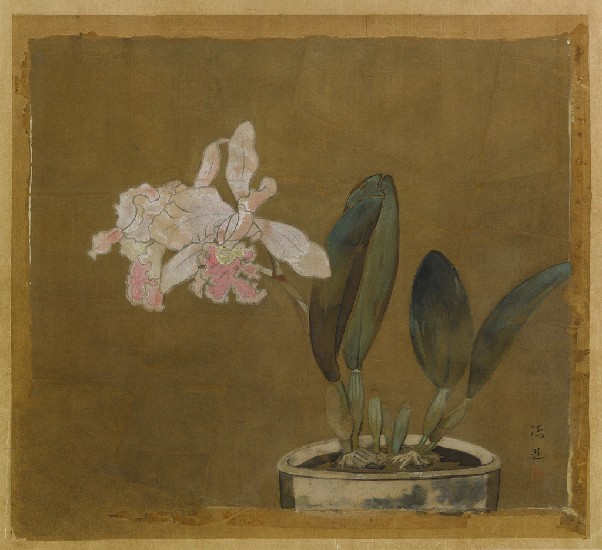 藏品:蘭花的(1)張圖片