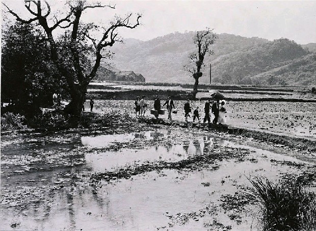 藏品:鄉下婚禮的(1)張圖片