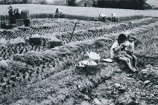 藏品:農忙的(1)張圖片