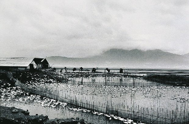 藏品:養鴨人家的(1)張圖片