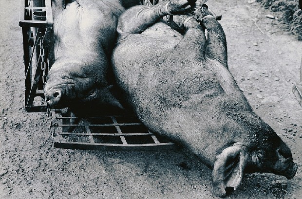 藏品:豬公的(1)張圖片