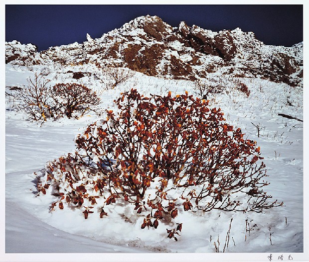 藏品:寒原杜鵑的(1)張圖片