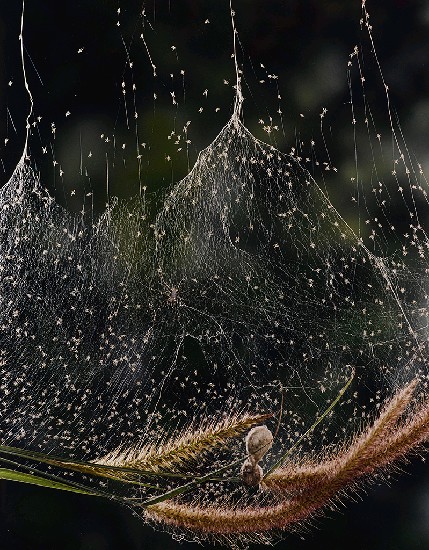 藏品:生奇百態的(1)張圖片