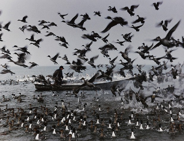 藏品:群飛的(1)張圖片