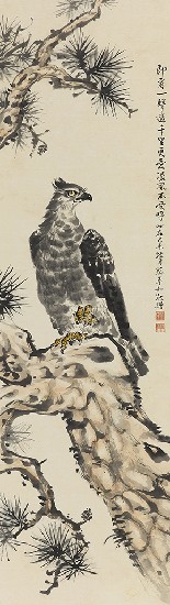 藏品:鷹的(1)張圖片