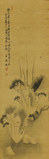 藏品:白菜的(1)張圖片