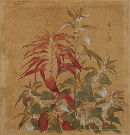 藏品:雁來紅的(1)張圖片