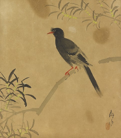 藏品:紅嘴黑鴨的(1)張圖片