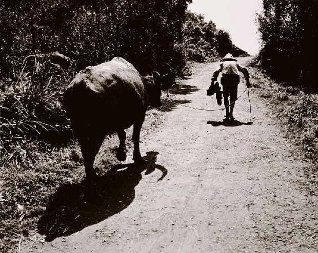 藏品:走過農村的(1)張圖片