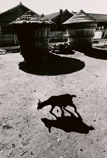 藏品:農村寸景的(1)張圖片