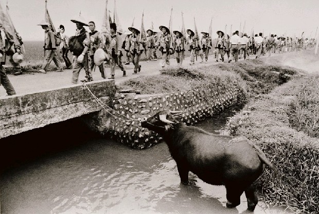 藏品:恭候大甲媽祖的水牛的(1)張圖片