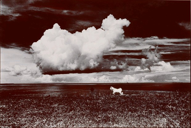 藏品:孤寂的日子的(1)張圖片