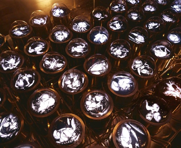 藏品:99種愛情的基因圖譜-戀人眼球的(3)張圖片