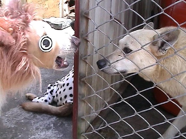 藏品:衣錦還鄉  五的(3)張圖片